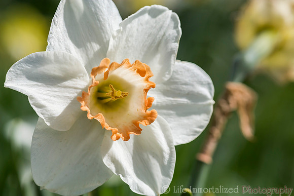 Daffodil