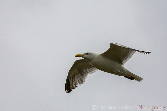 Seagull in Flight