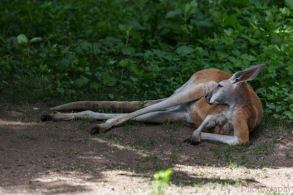 Red Kangaroo