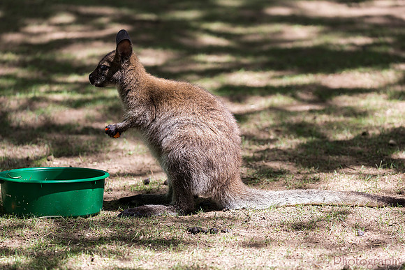 Bennetts Wallaby