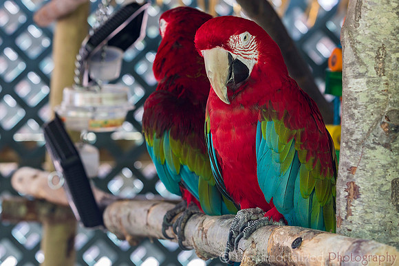 Green Winged Macaw
