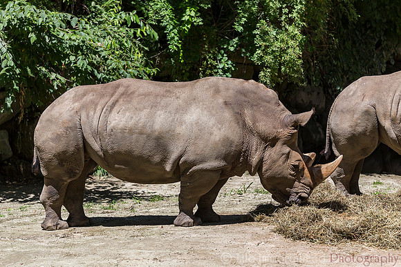 White Rhinoceros