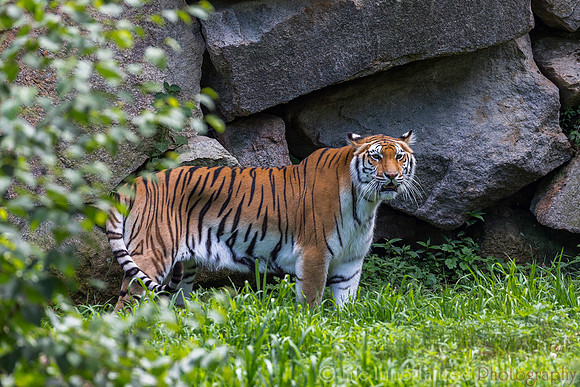 Bengal TIger