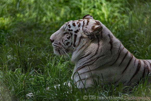 White Bengal Tiger