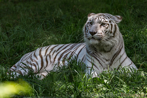 White Bengal Tiger