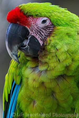 Great Green Macaw