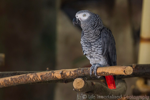 African Grey Parrot