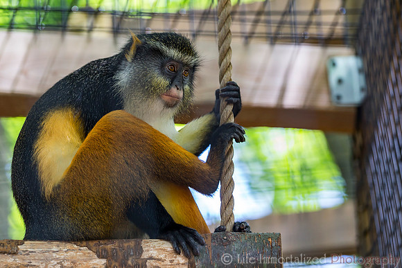 Wolf's Guenon