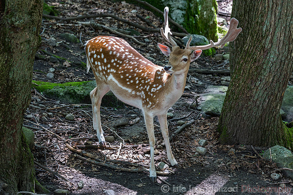 Fallow Deer
