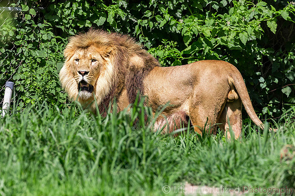 African Lion