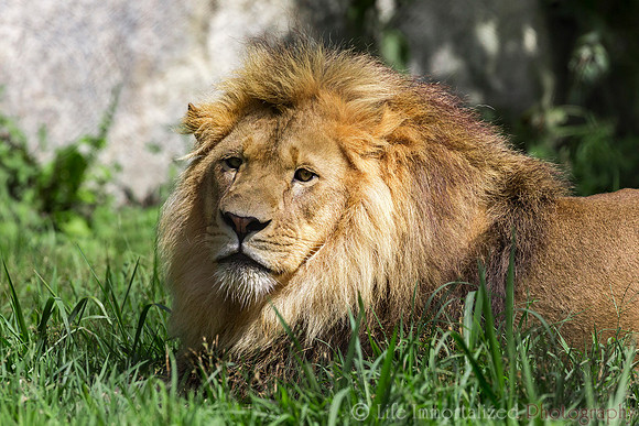 African Lion