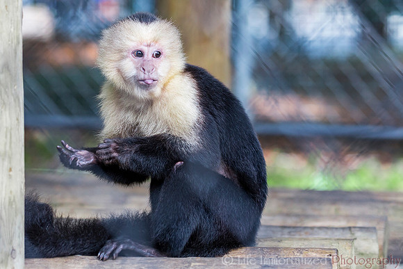 White Faced Capuchin