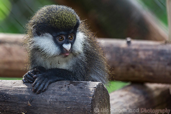 Schmidt's Guenon