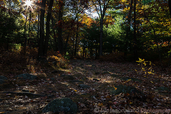 Morning in the woods