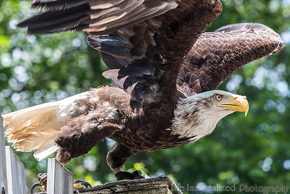 Bald Eagle