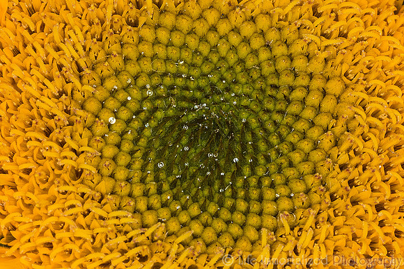 Flower macro