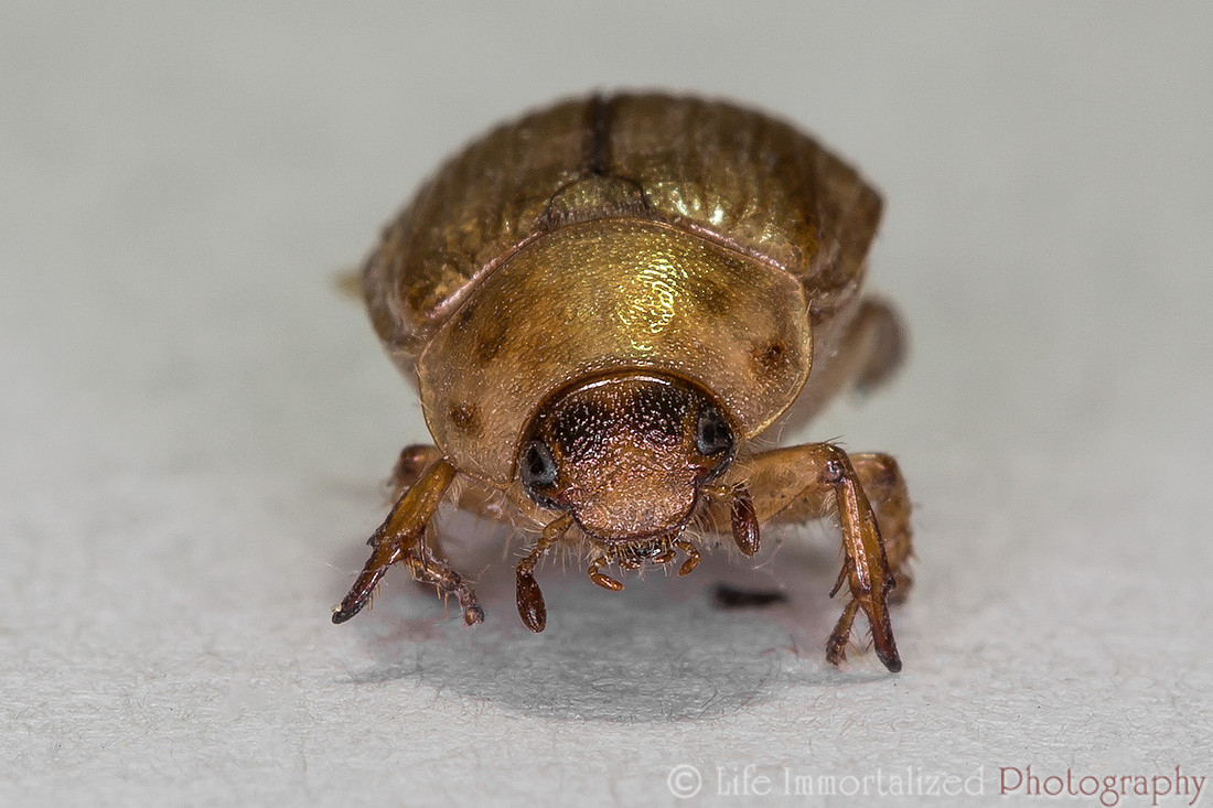 Beetle