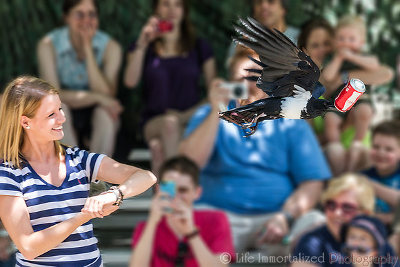 African Pied Crow