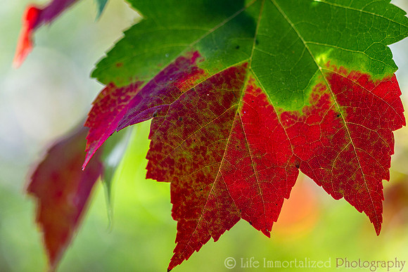 Fall Foliage Leaf Color