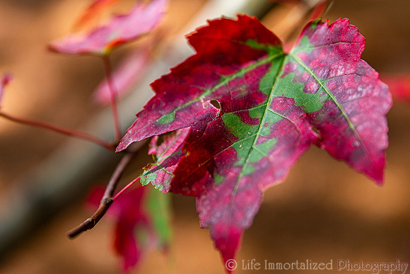 Fall Foliage Leaf Color