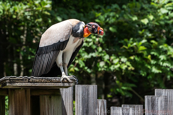 King Vulture