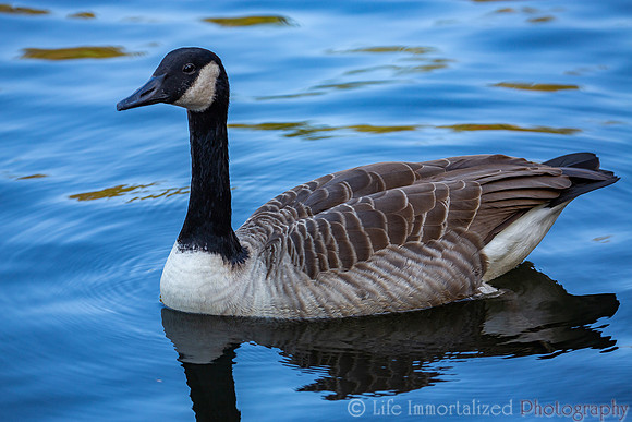 Goose