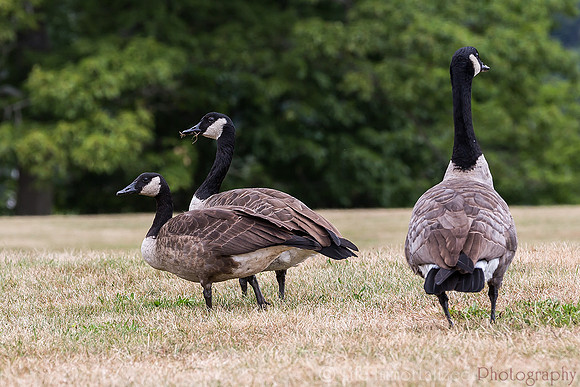 Geese