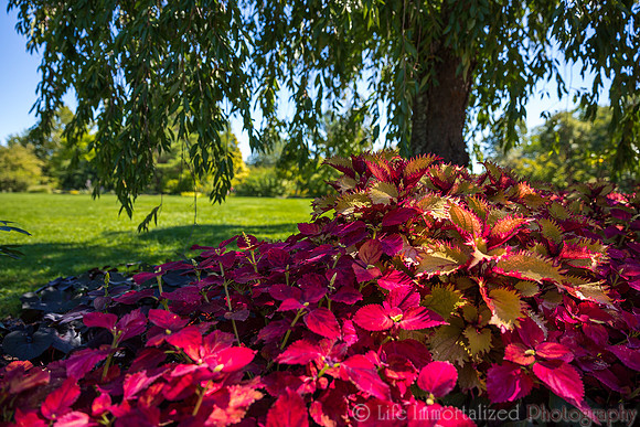 Secret Garden