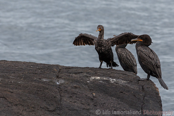 Cormorants