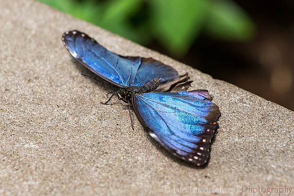Blue Morpho