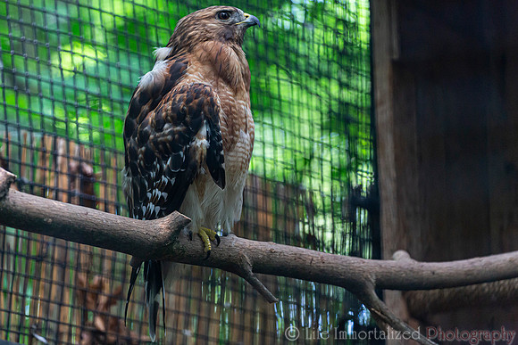 Hawk