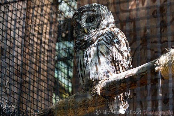 Barred Owl