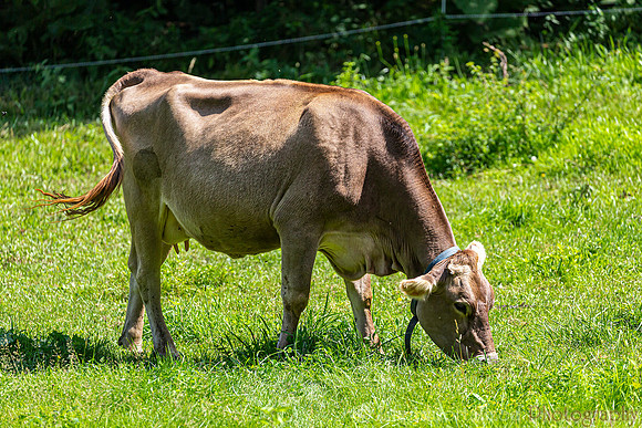 Cow