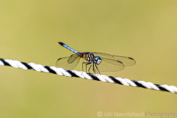 Dragonfly