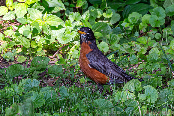 Robin