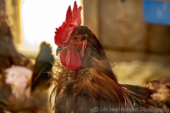 Chicken