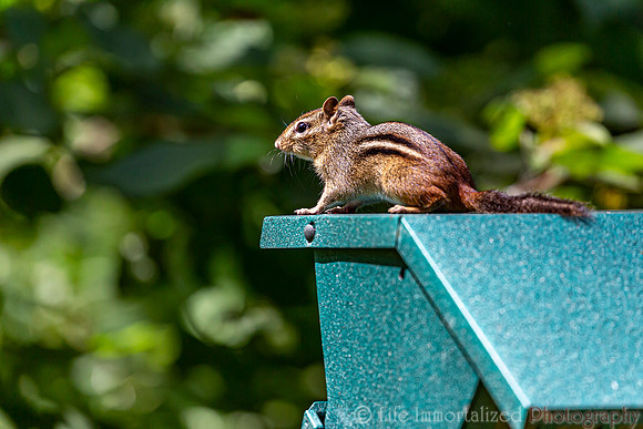 Chipmunk
