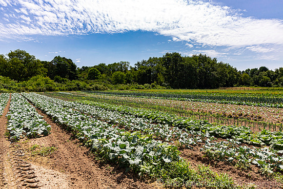 Fields on the Farm
