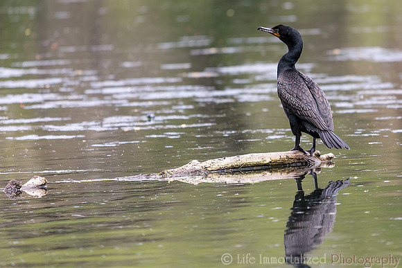 Cormorant