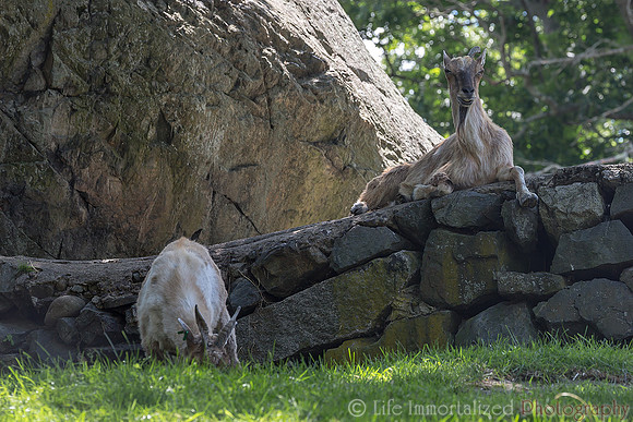 Markhor