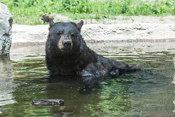 Black Bear