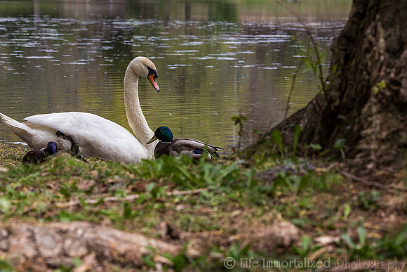 Swan with ducks