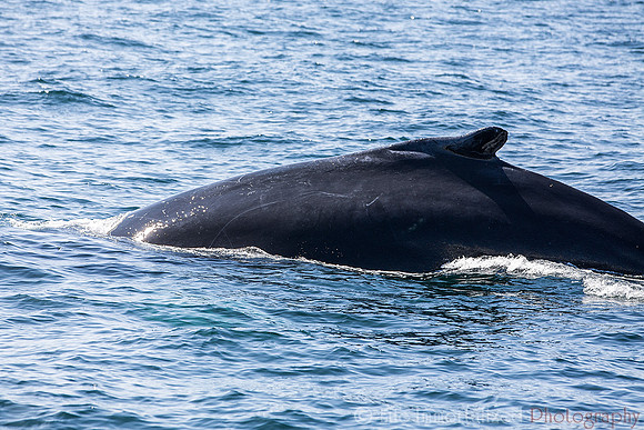 Whale
