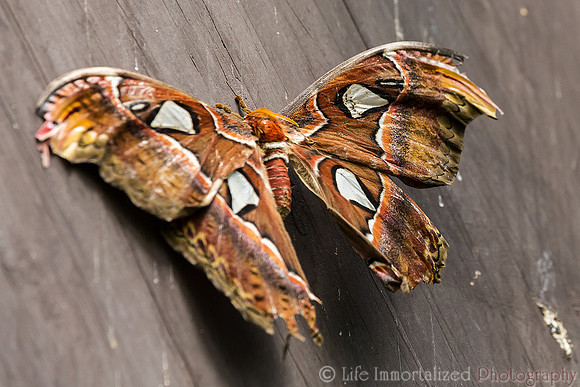 Atlas Moth