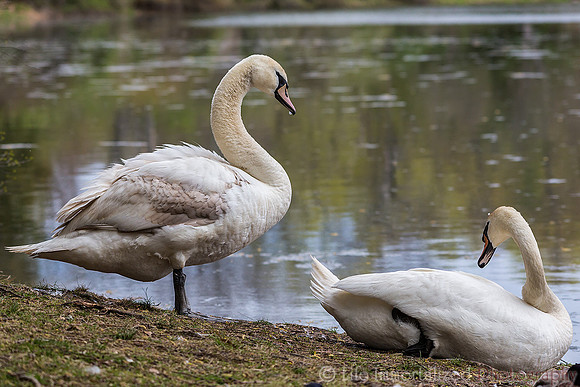 Swans