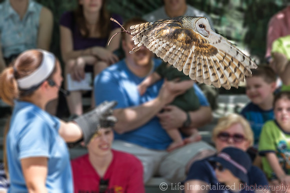 Barn Owl