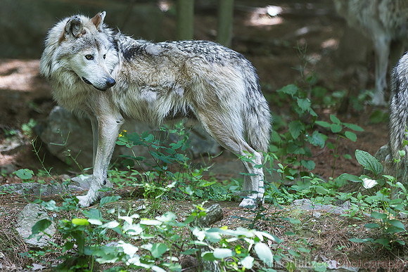 Mexican Gray Wolf