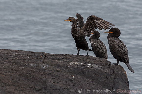 Cormorants