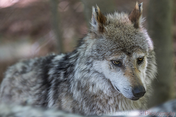 Mexican Gray Wolf