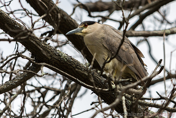 Heron